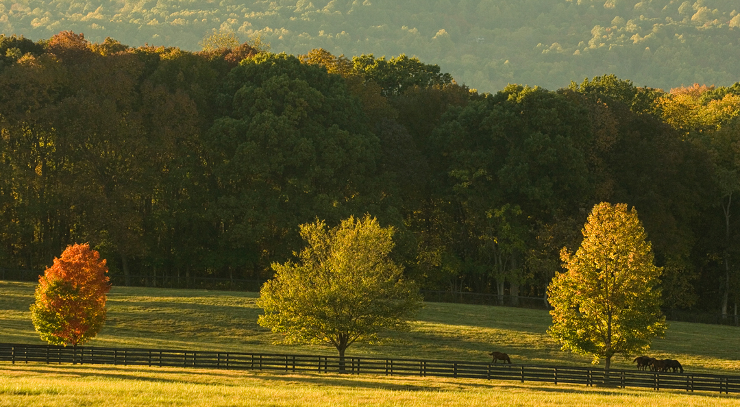 trees in an open pasture at sunset with a wooden fence and horses grazing