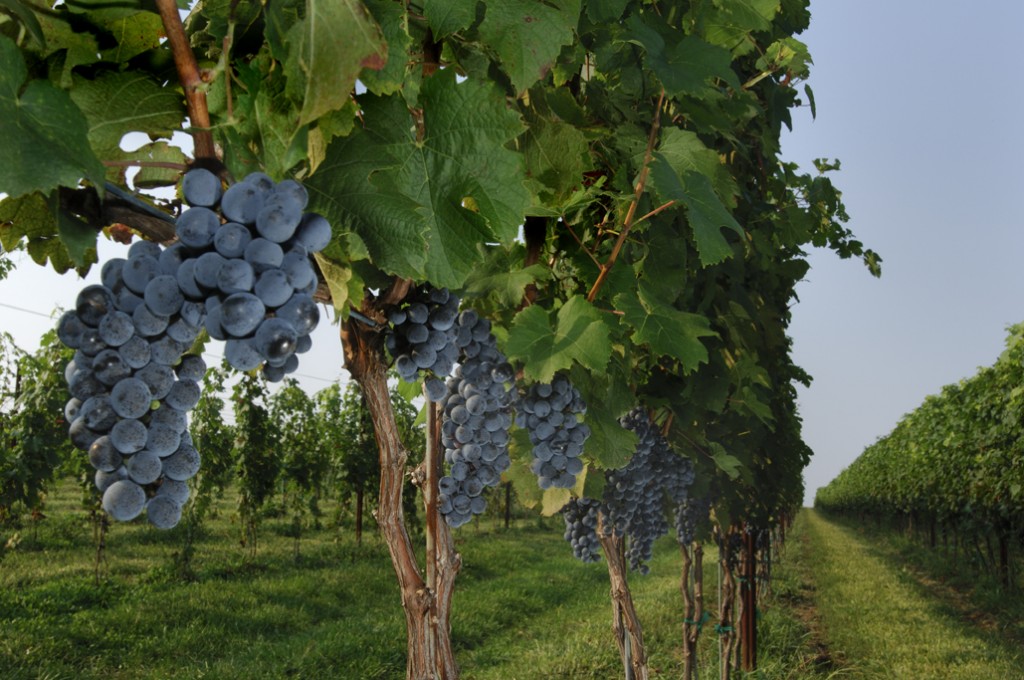 Grapes growing at Boxwood Winery