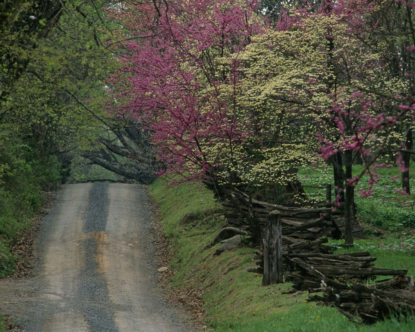 dirt road lined with a wooden fence and trees with purple flowers